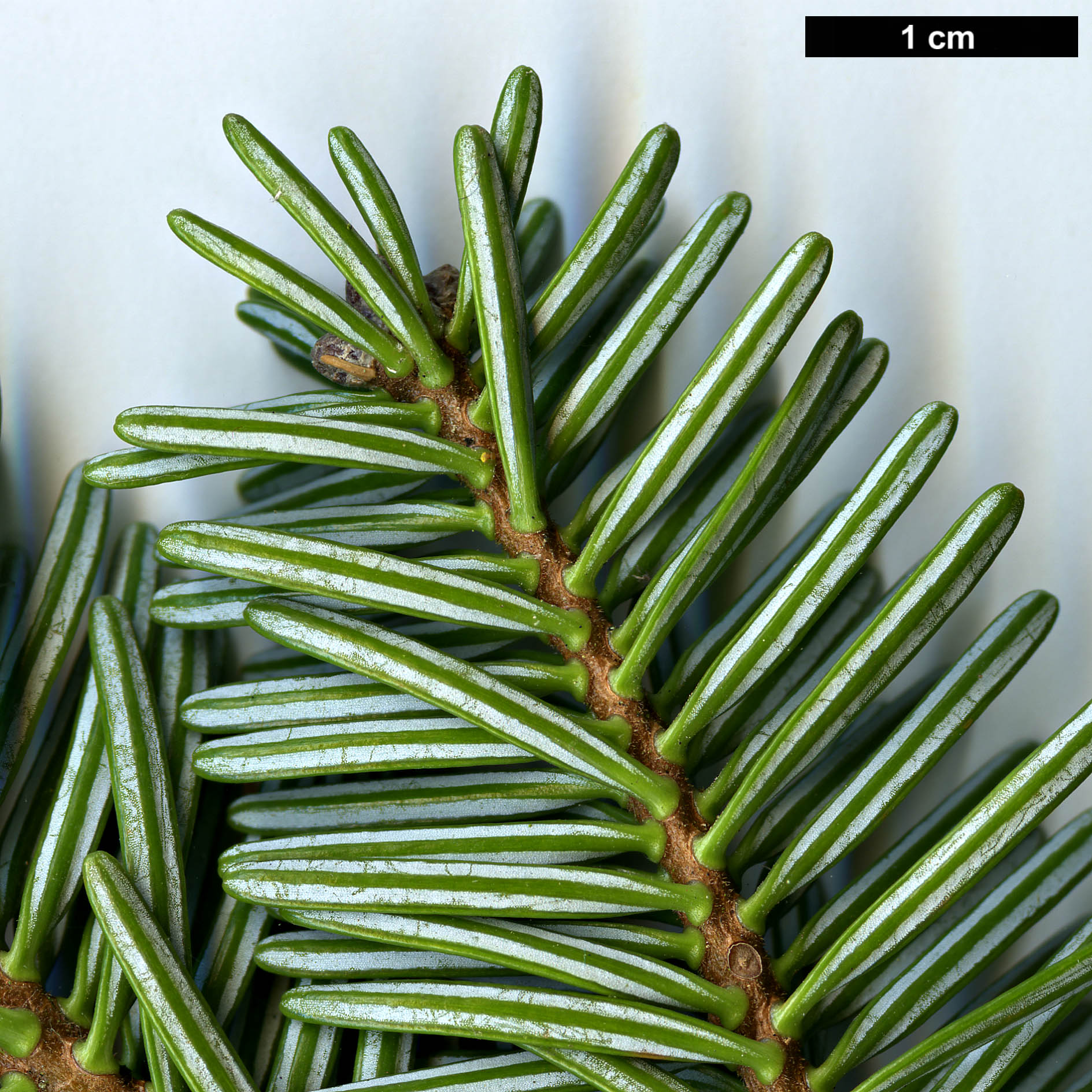 High resolution image: Family: Pinaceae - Genus: Abies - Taxon: ×insignis (A.nordmanniana × A.pinsapo)